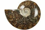 Polished Ammonite (Cleoniceras) Fossil - Madagascar #205099-1